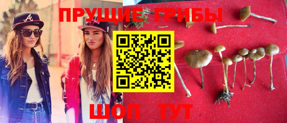 Галлюциногенные грибы Psilocybe Узловая